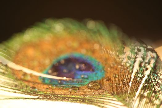 peacock feather closeup