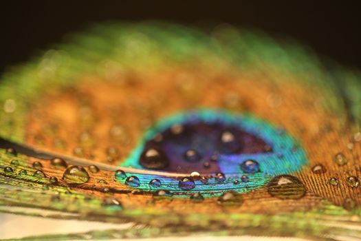 peacock feather closeup