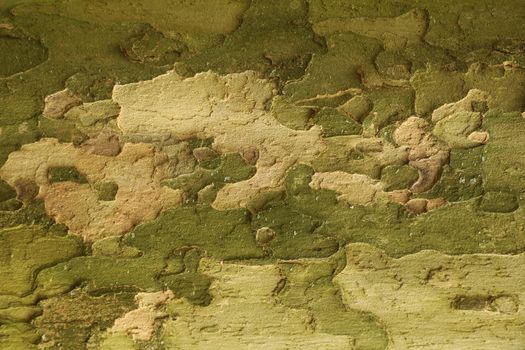 Tree Trunk texture macro shot