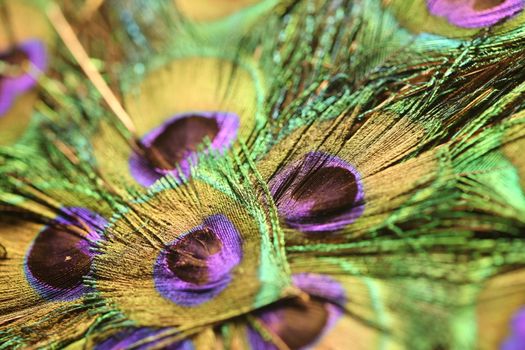 peacock feather closeup