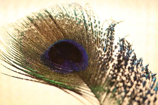 peacock feather closeup