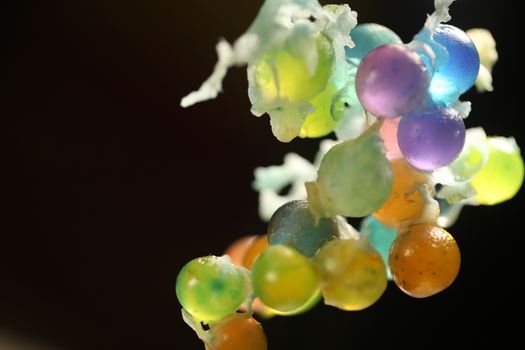 Gel Sweets