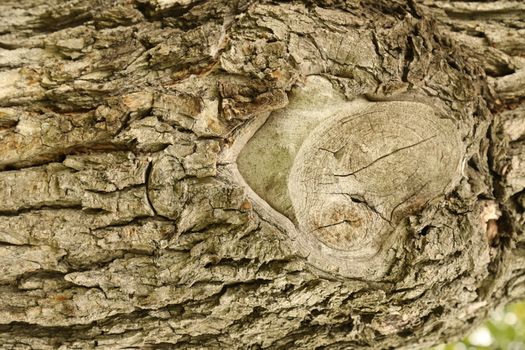 Tree Trunk texture macro shot