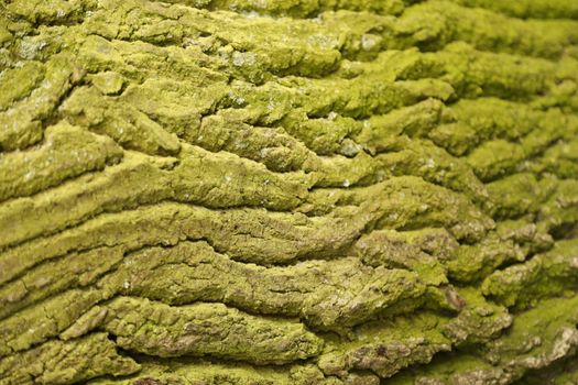 Tree Trunk texture macro shot