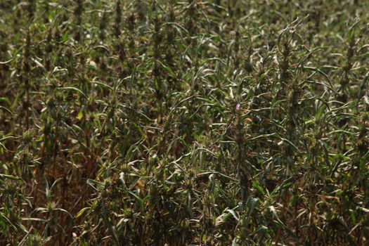Ocimum Tenuiflorum Plant