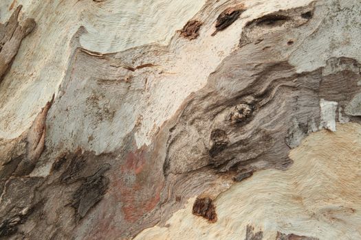 Tree Trunk texture macro shot