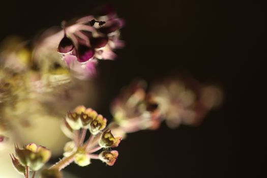 Ocimum Tenuiflorum Plant