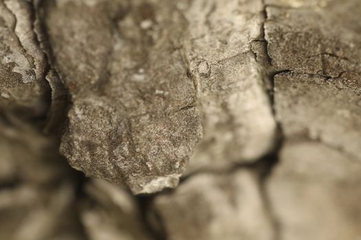 Tree Trunk texture macro shot