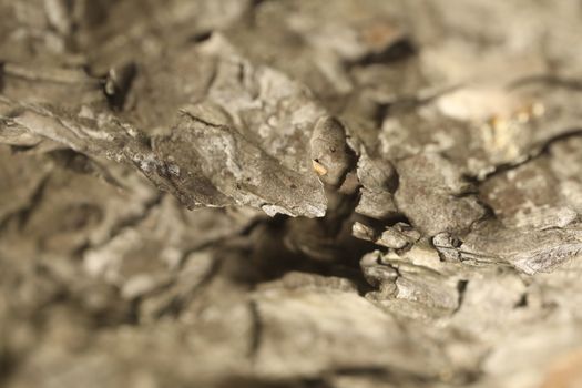 Tree Trunk texture macro shot