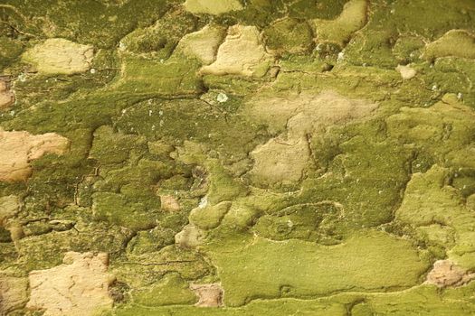 Tree Trunk texture macro shot