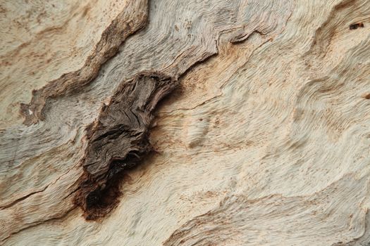 Tree Trunk texture macro shot