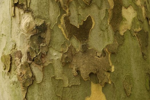 Tree Trunk texture macro shot