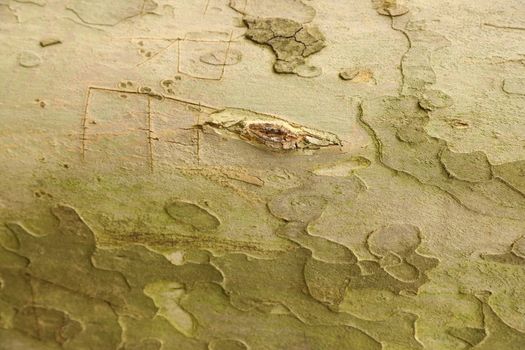 Tree Trunk texture macro shot