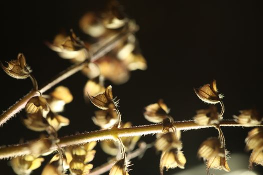 Ocimum Tenuiflorum Plant