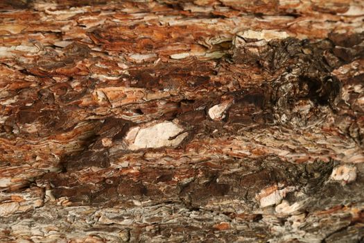Tree Trunk texture macro shot