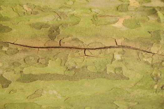 Tree Trunk texture macro shot