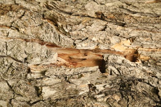 Tree Trunk texture macro shot