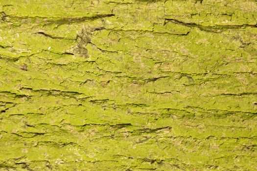 Tree Trunk texture macro shot