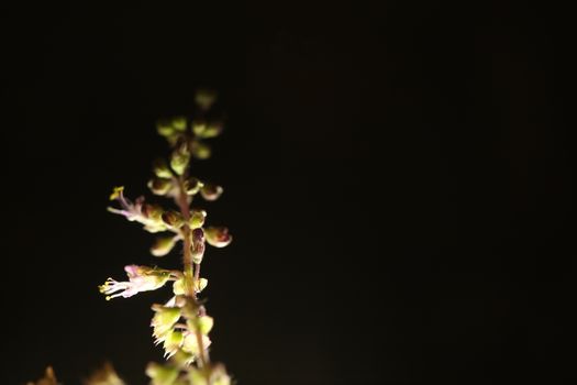 Ocimum Tenuiflorum Plant