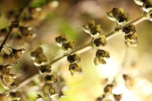 Ocimum Tenuiflorum Plant
