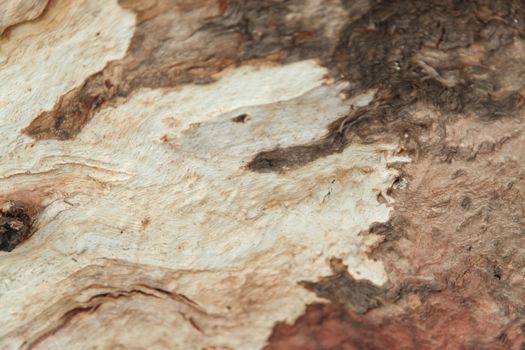 Tree Trunk texture macro shot