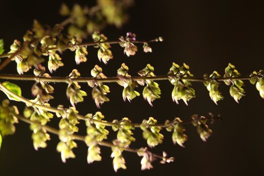 Ocimum Tenuiflorum Plant