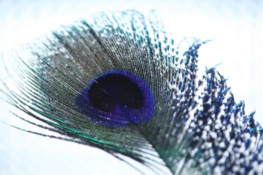 peacock feather closeup