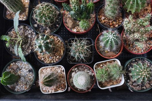 Top view , Collection of various cactus and succulent plants in different pots. space for your text 