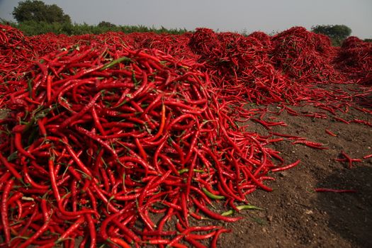 Red chilies at village house