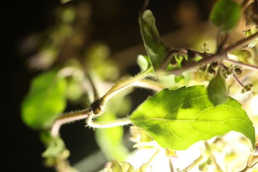 Ocimum Tenuiflorum Plant
