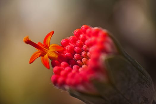 The first flower opening on the inflorescence of the Senecio fulgens