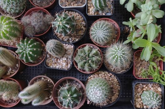 Top view , Collection of various cactus and succulent plants in different pots. space for your text 