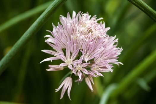 Macro image if the  inflorescence of Chives