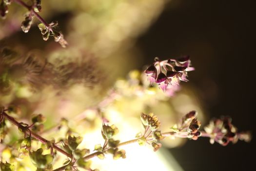 Ocimum Tenuiflorum Plant