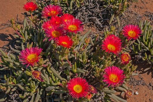 A plant of the Giant Mat Vygie (Jordaaniella spongiosa) displaying several large bright flowers of the forms part of the Spring flower display of the Namaqualand region in South Africa.