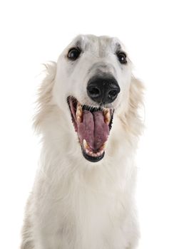 white borzoi in front of white background