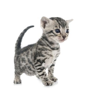 bengal cat in front of white background