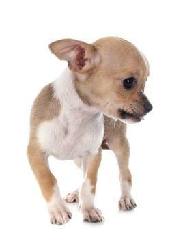 little chihuahua in front of white background