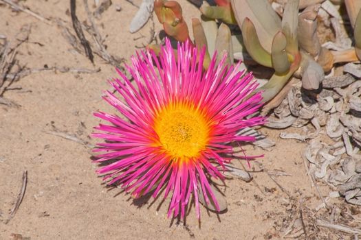 A single large bright flower of the Giant Mat Vygie (Jordaaniella spongiosa) forms part of the Spring flower display of the Namaqualand region in South Africa.