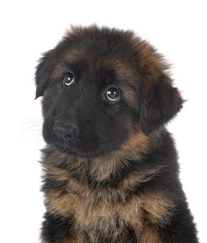 puppy german shepherd in front of white background