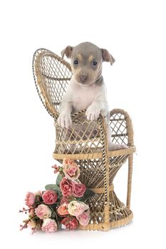 puppy brazilian terrier in front of white background