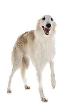 white borzoi in front of white background