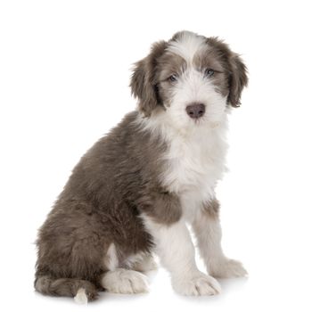 puppy bearded collie in front of white background