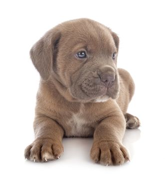 puppy italian mastiff in front of white background