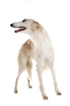 white borzoi in front of white background