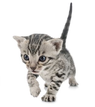 bengal cat in front of white background