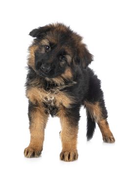 puppy german shepherd in front of white background