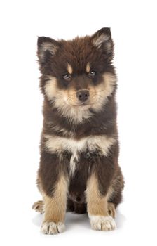 puppy Finnish Lapphund in front of white background