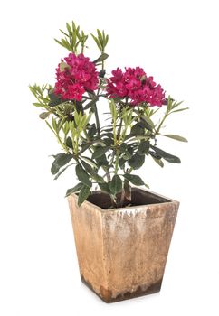 pink Rhododendron in front of white background