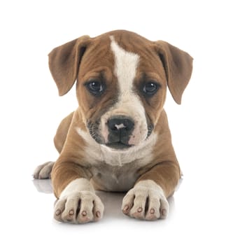 puppy american bulldog in front of white background